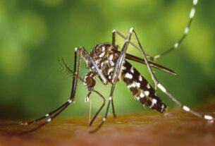 new dengue cases found