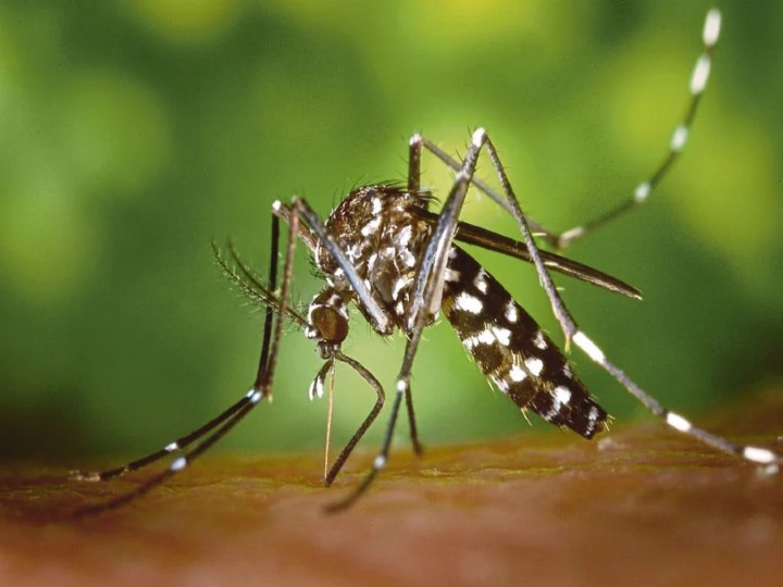 new dengue cases found