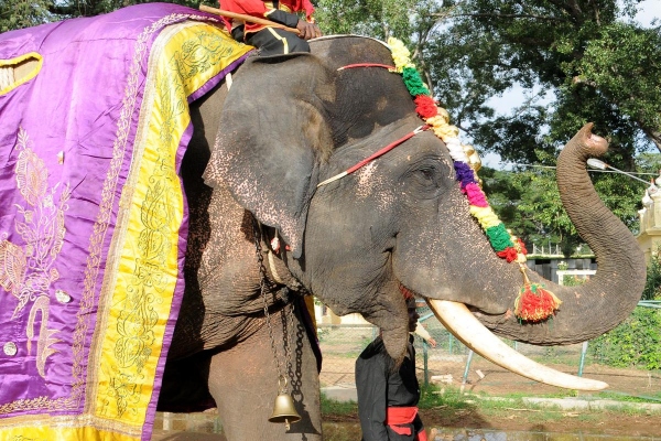 dhasara elephant gopalaswami died after fight with wild tusker