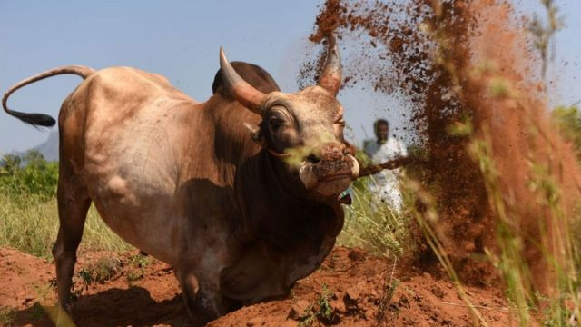 Udhayanidhi inaugurates Alanganallur Jallikattu