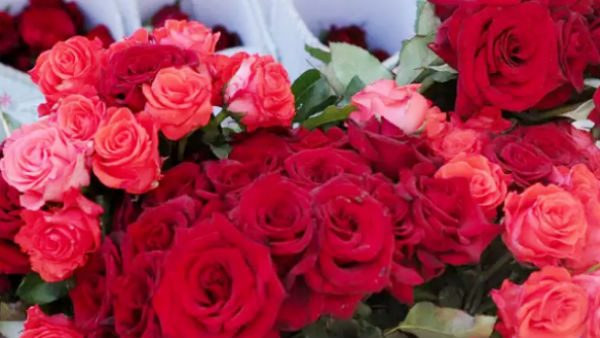Valentines Day Expensive Rose