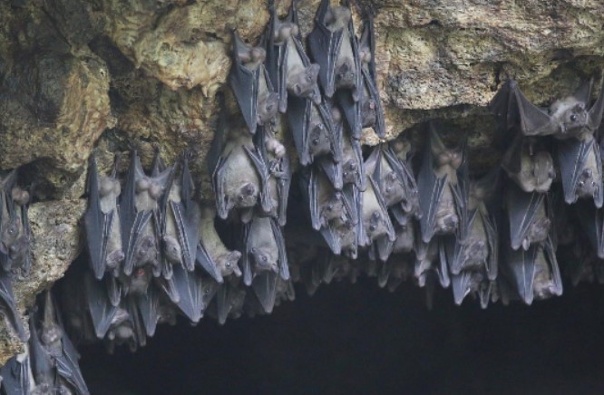 Equatorial Guinea confirms the Marburg virus WHO