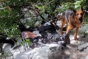 Pet dog guards bodies of 2 trekkers