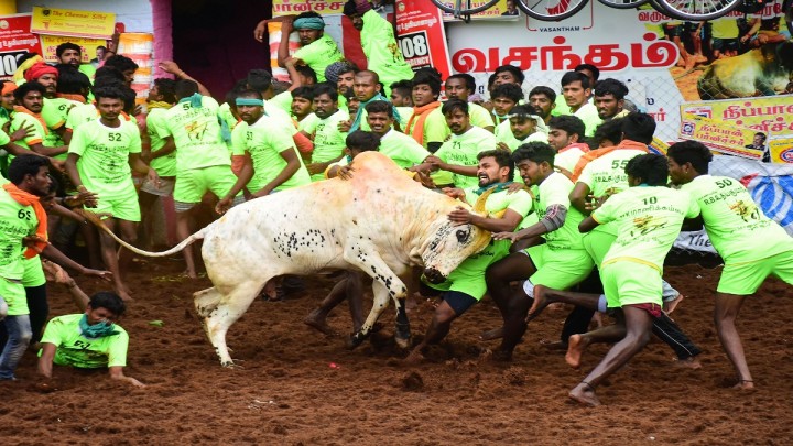 poet thamarai against jallikattu