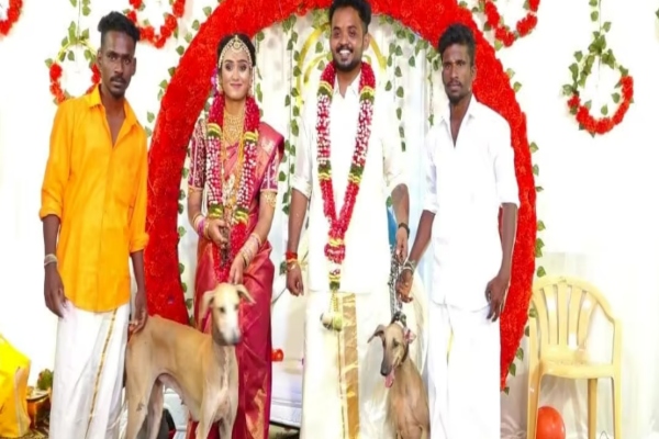 sivagangai marriage brother gifted wild animals to sister