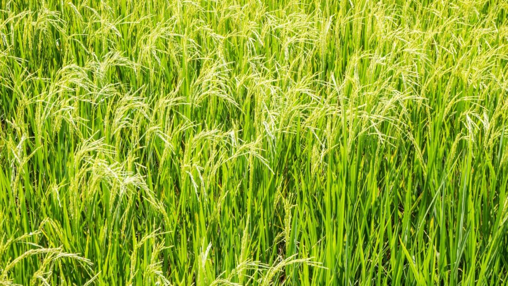 Increase in rice production
