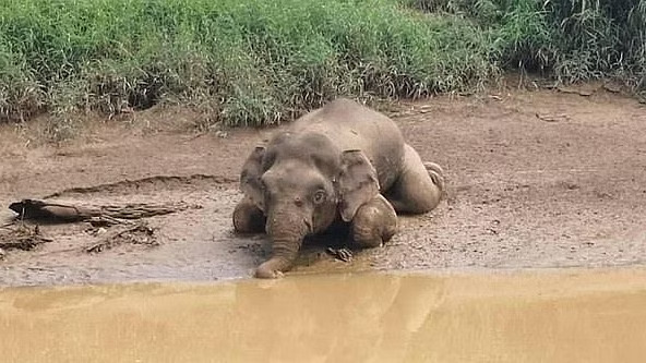 Tamil Nadu is the first in hunting elephants