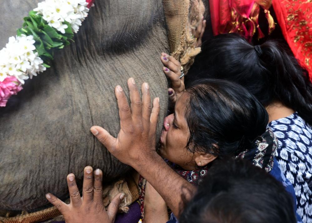 the real reason for manakula vinayagar lakshmi elephant death