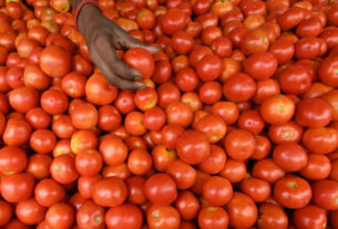 tomato price decrease