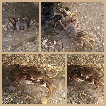 Ketam Di Celahan Batu Di Pantai