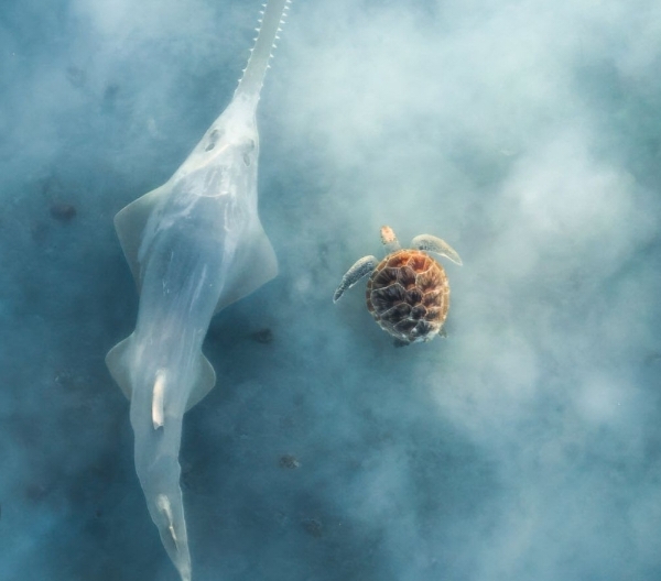 Renowned Australian Nature Prize Awarded for Unique Underwater Shot of Critically Endangered Sawfish with Sea Turtles