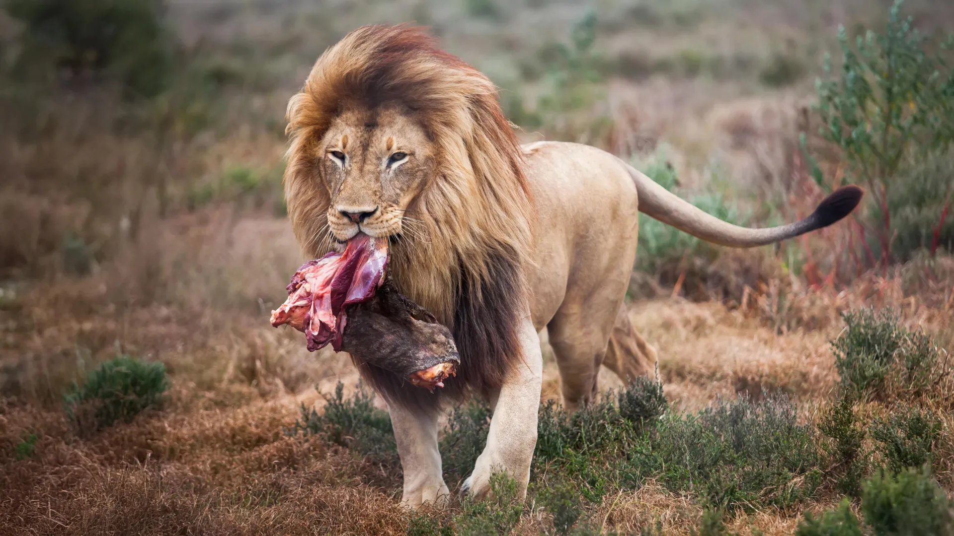 Unleashing the Inner Wild: How a "Feast-and-Fast" Diet Transformed Zoo Lions