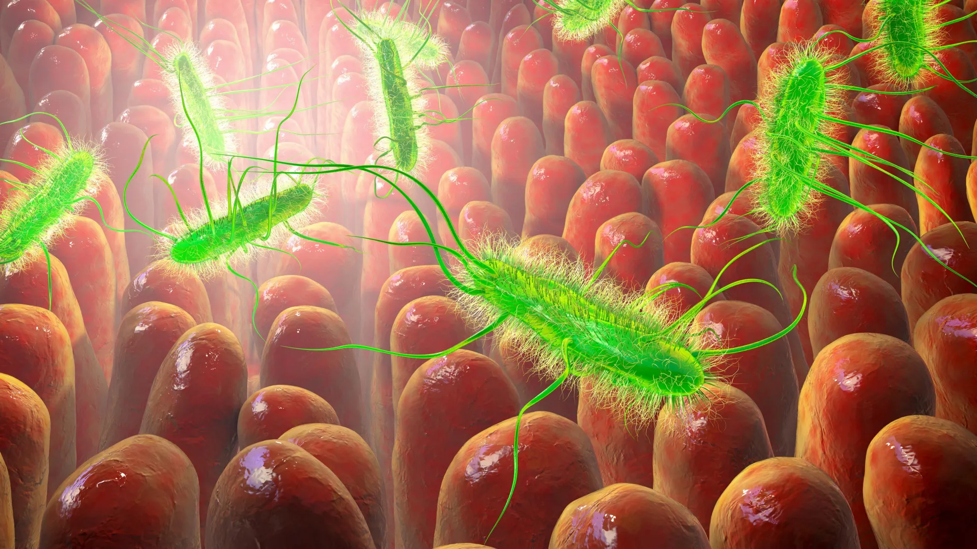 Breakthrough in C. Difficile Care: Natural Compound Preserves Beneficial Gut Bacteria