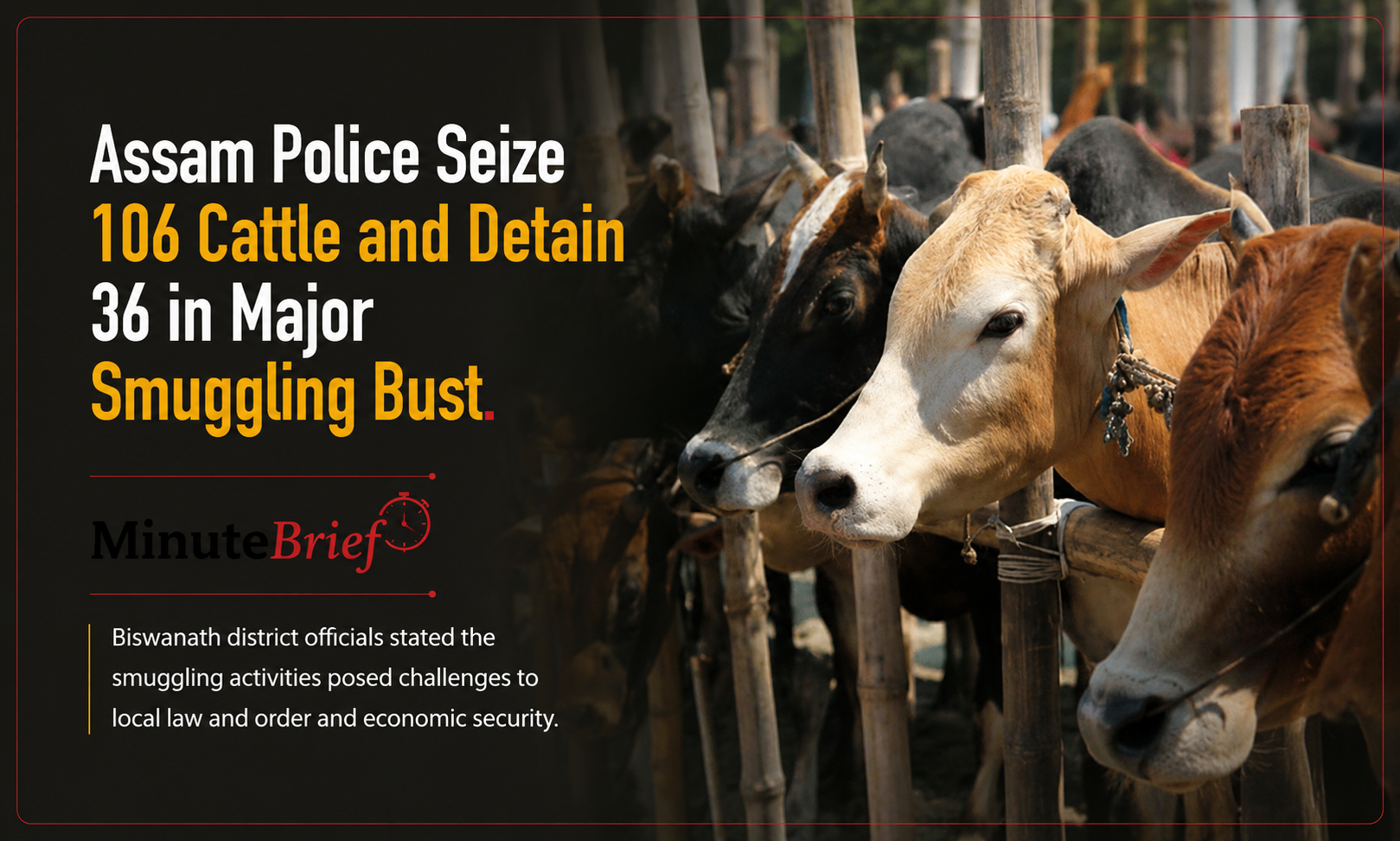 Assam Police Seize 106 Cattle and Detain 36 in Major Smuggling Bust