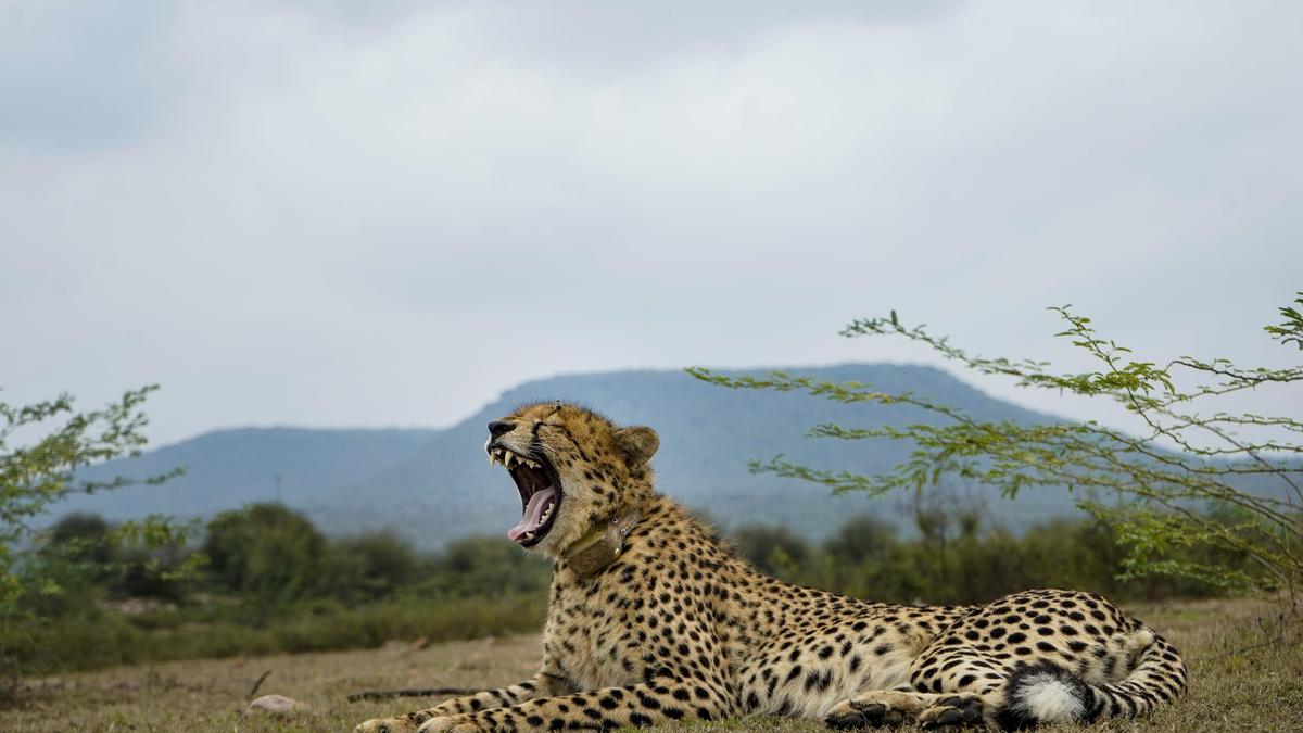Spotting Success: India’s Cheetah Population Roars to 52 as Reintroduction Drive Completes Four Years