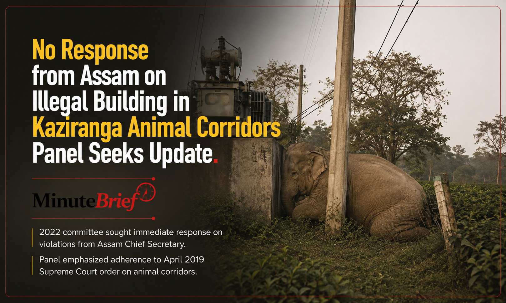 No Response from Assam on Illegal Building in Kaziranga Animal Corridors Panel Seeks Update
