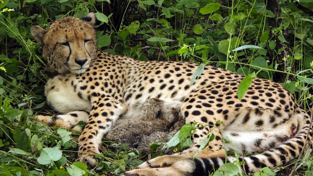 Kuno National Park Welcomes Four New Cheetah Cubs Amid Conservation Efforts
