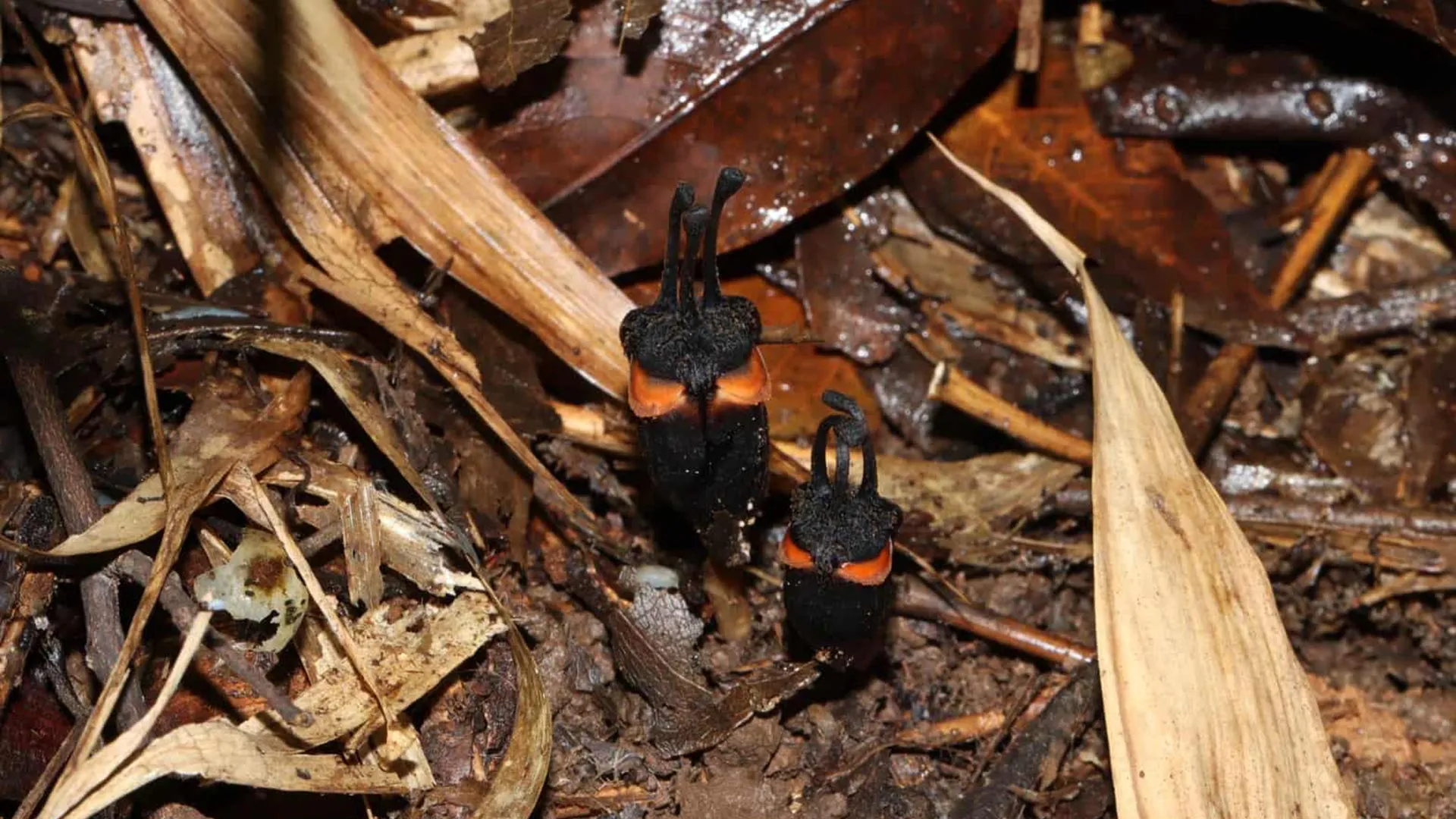 Unearthing the "Devil Flower": Thailand’s Eerie Underground Discovery
