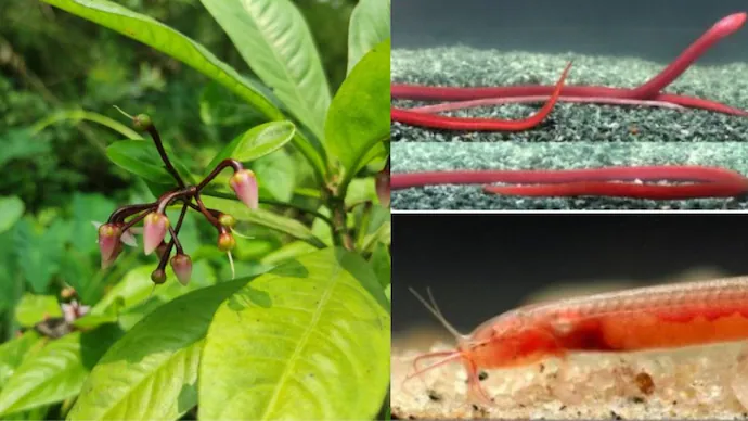 Rare Botanical Rediscovery: Assam Finds Plant Lost for 204 Years Alongside Two New Fish Species