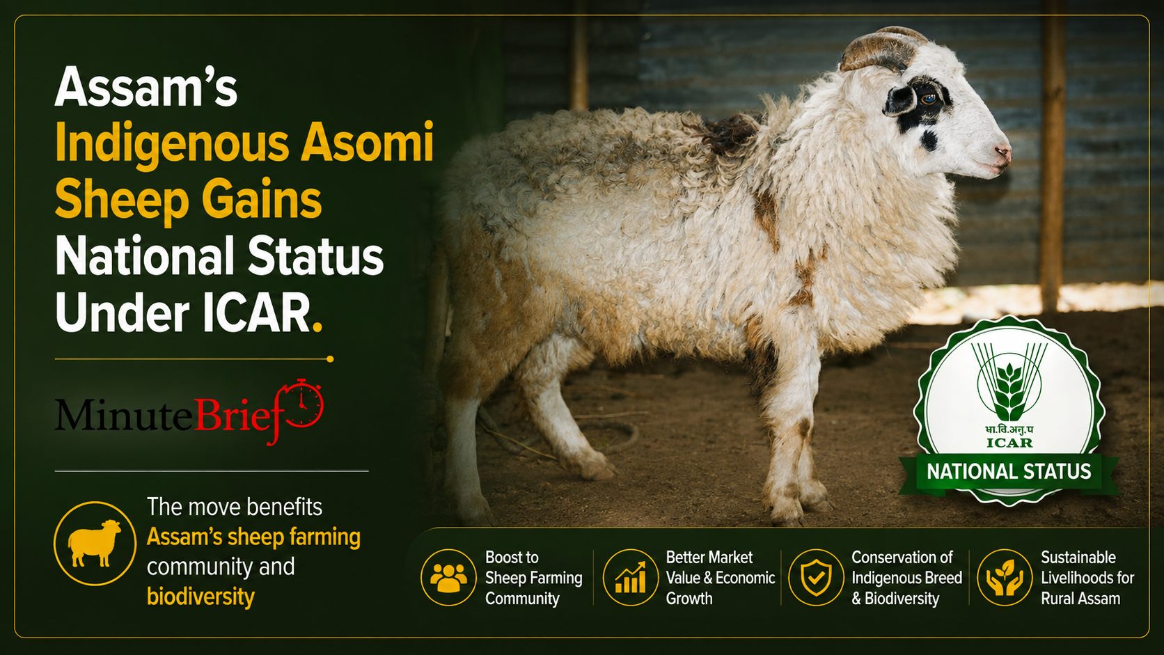 Assam’s Indigenous Asomi Sheep Gains National Status Under ICAR