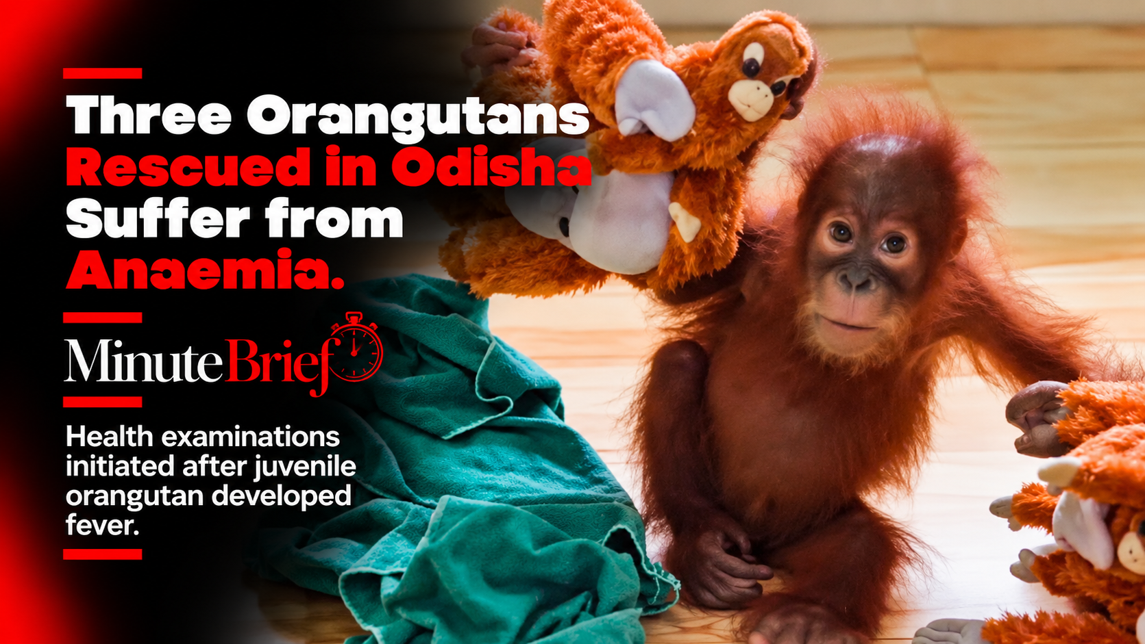 Three Orangutans Rescued in Odisha Suffer from Anaemia