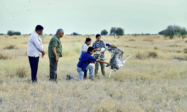 Critical Step for Endangered Bird as Great Indian Bustards Released in Rajasthan
