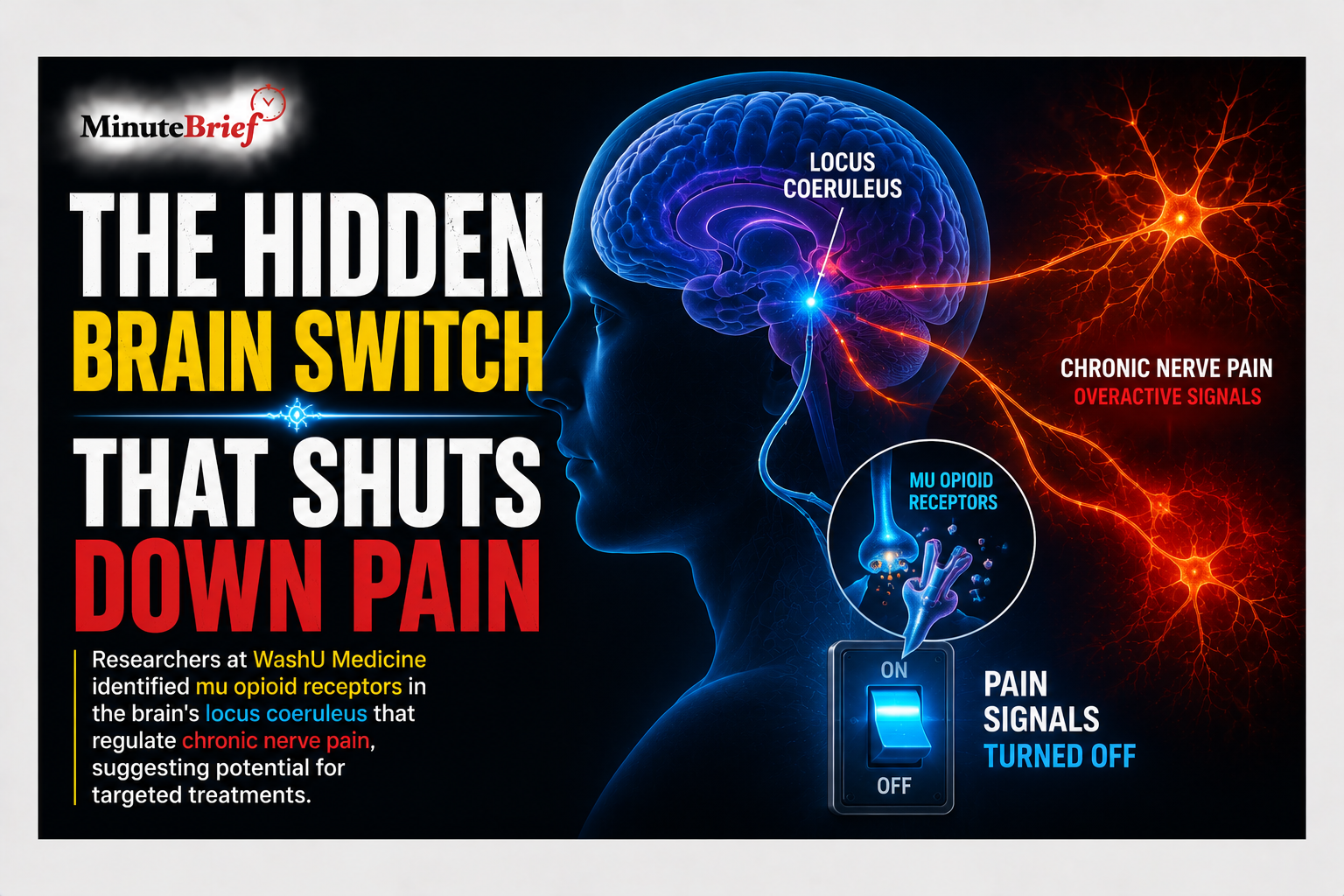 The Hidden Brain Switch That Shuts Down Pain