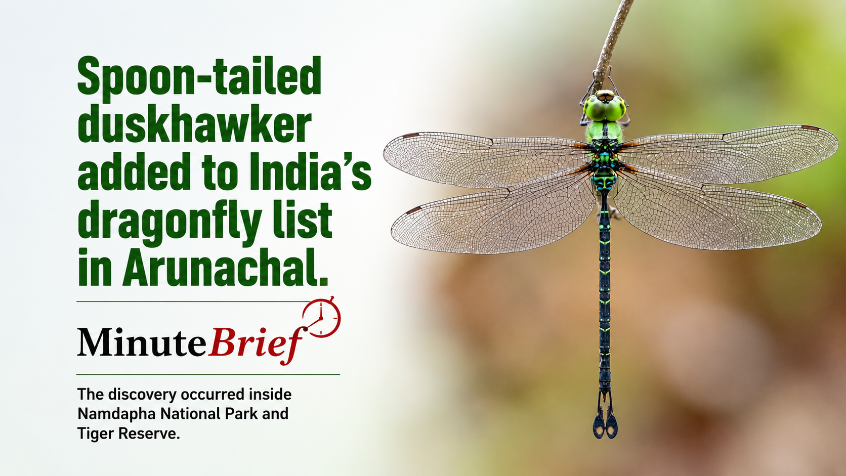 Spoon-tailed duskhawker added to India's dragonfly list in Arunachal