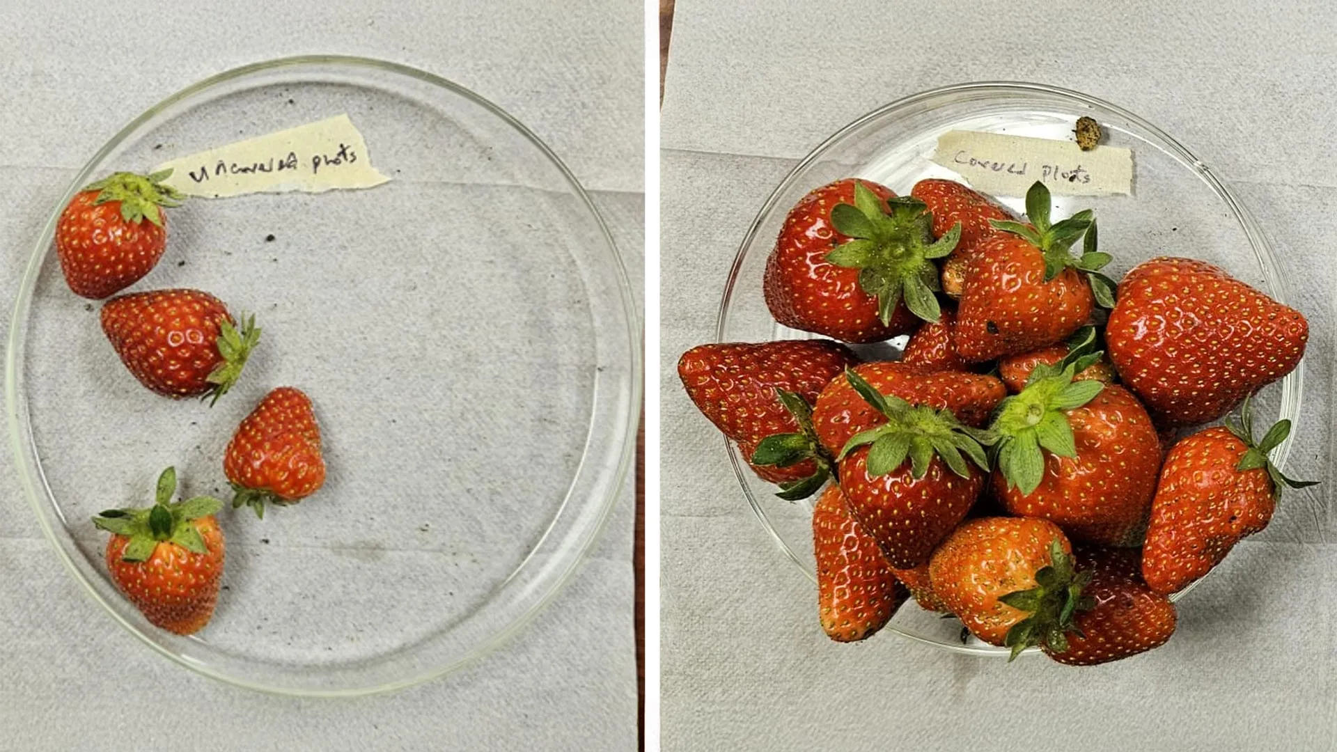 New "Plant Armor" Textile Triples Strawberry Yields