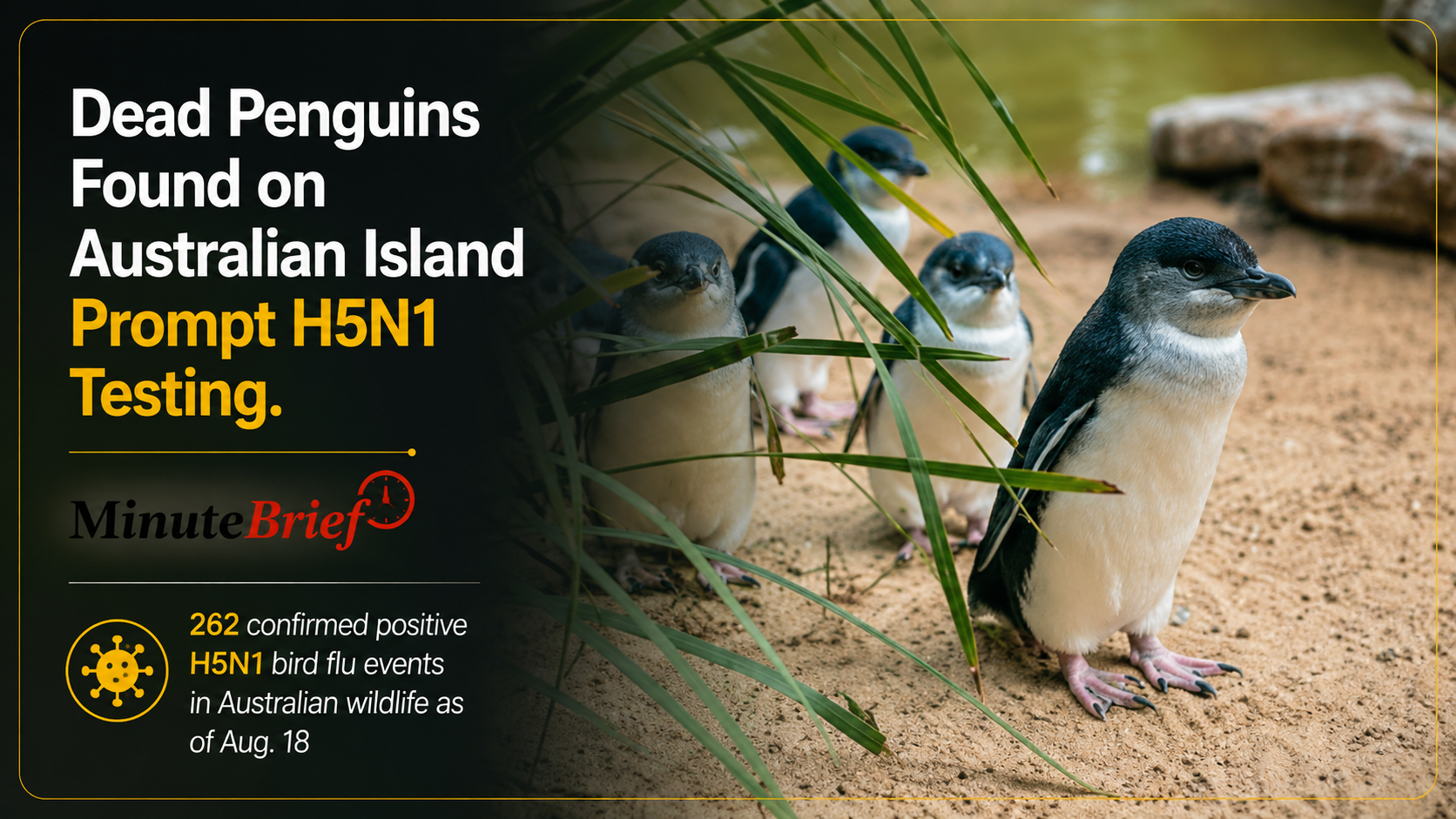 Dead Penguins Found on Australian Island Prompt H5N1 Testing