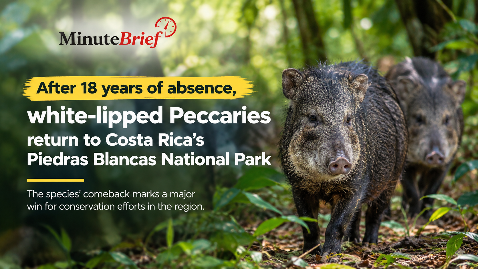 Costa Rica Reintroduces 13 White-Lipped Peccaries to Piedras Blancas National Park after nearly two decades