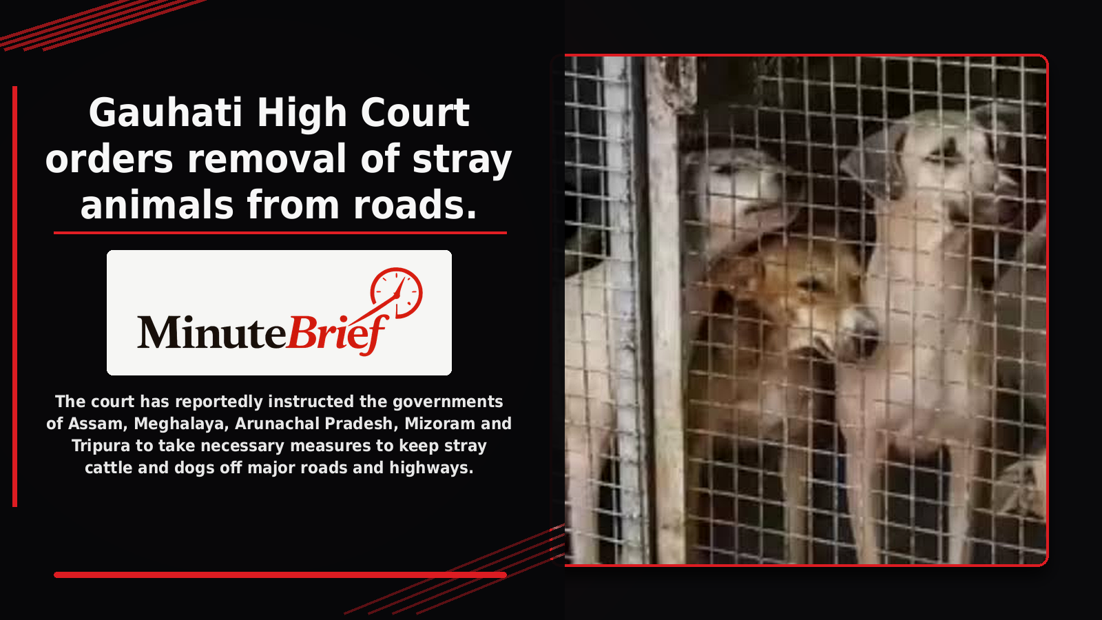 Gauhati High Court orders removal of stray animals from roads