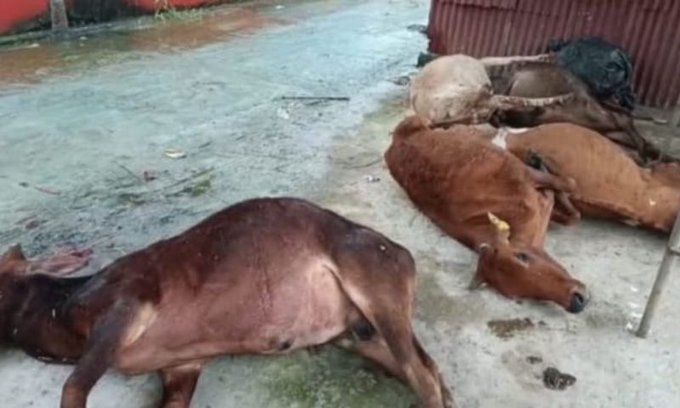 20+ Cattle Die in Tinsukia Gaushala; Suspected Pesticide-Contaminated Feed Under Probe