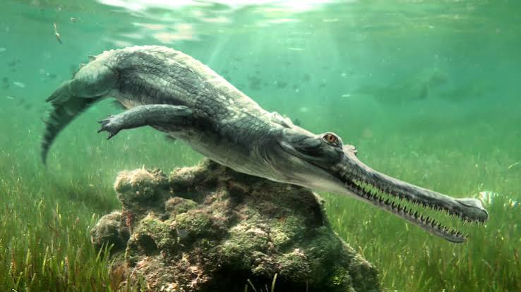 Extinct Crocodile Species With Missing Snout Tip Discovered in Egyptian Sphinx Limestone Quarry