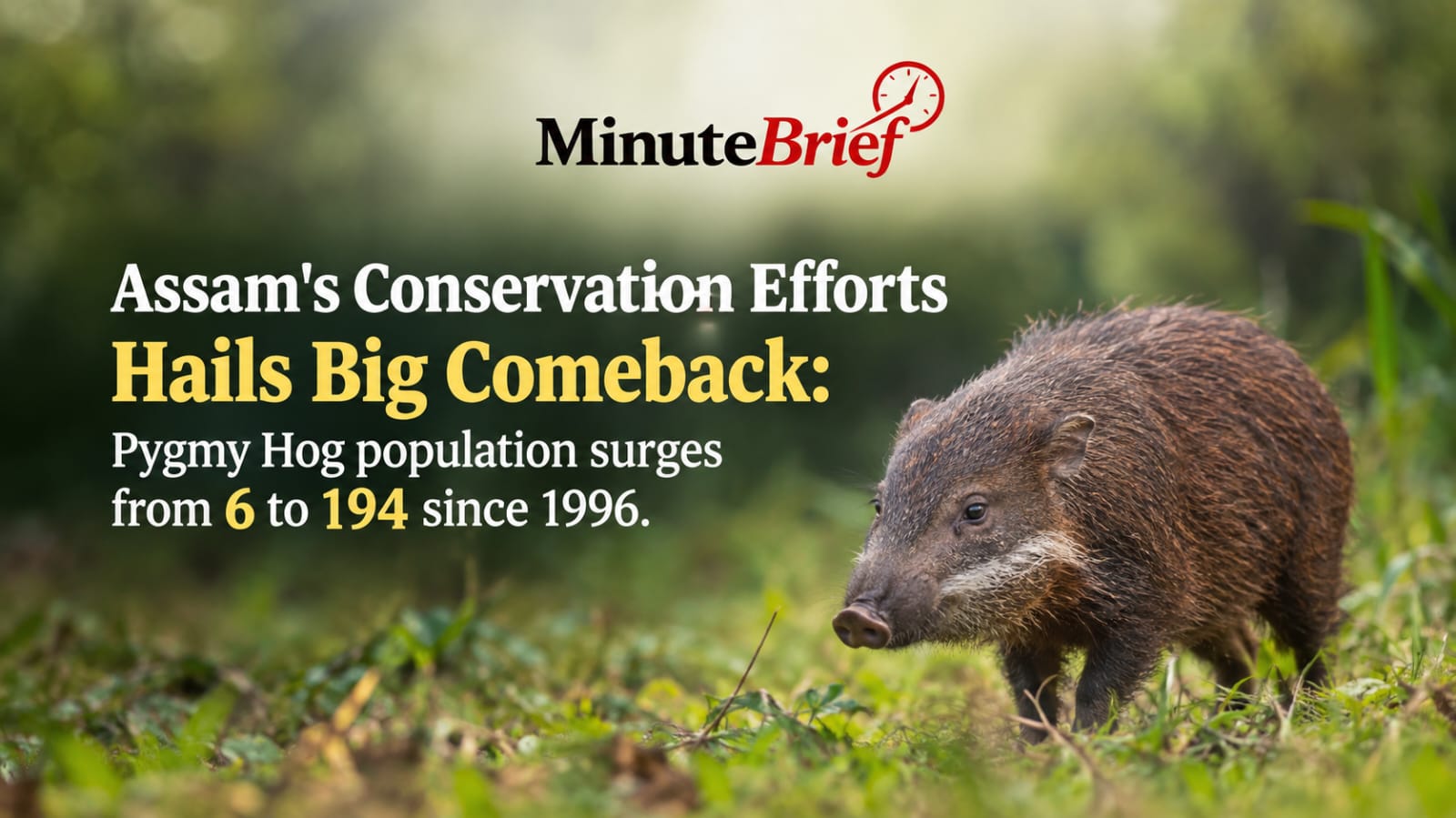 Conservation Success: Assam's Pygmy Hog Population Climbs Dramatically Through Captive Breeding Initiative