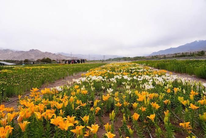 World’s Highest Twin Flower Fields Opened at 10,600 Feet in Leh