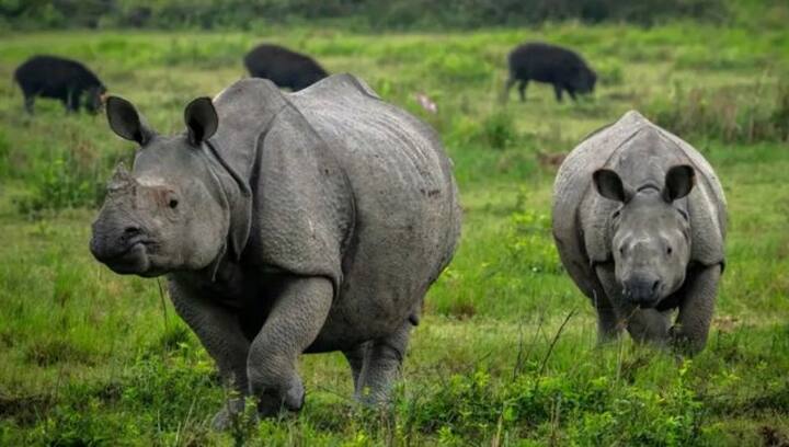 Assam Achieves Zero Rhino Poaching Record