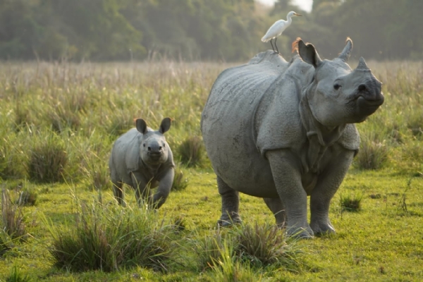 PM Narendra Modi Launches 'Project Rhino' to Fund Habitat Management and Conservation in Range States