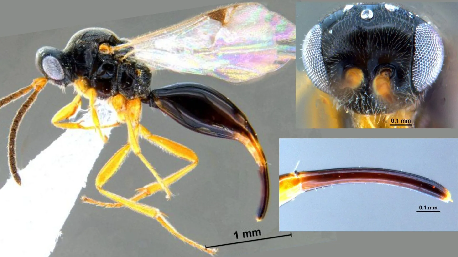 Zoological Survey of India Discovers New Parasitic Wasp Species in Assam's Dibru-Saikhowa National Park