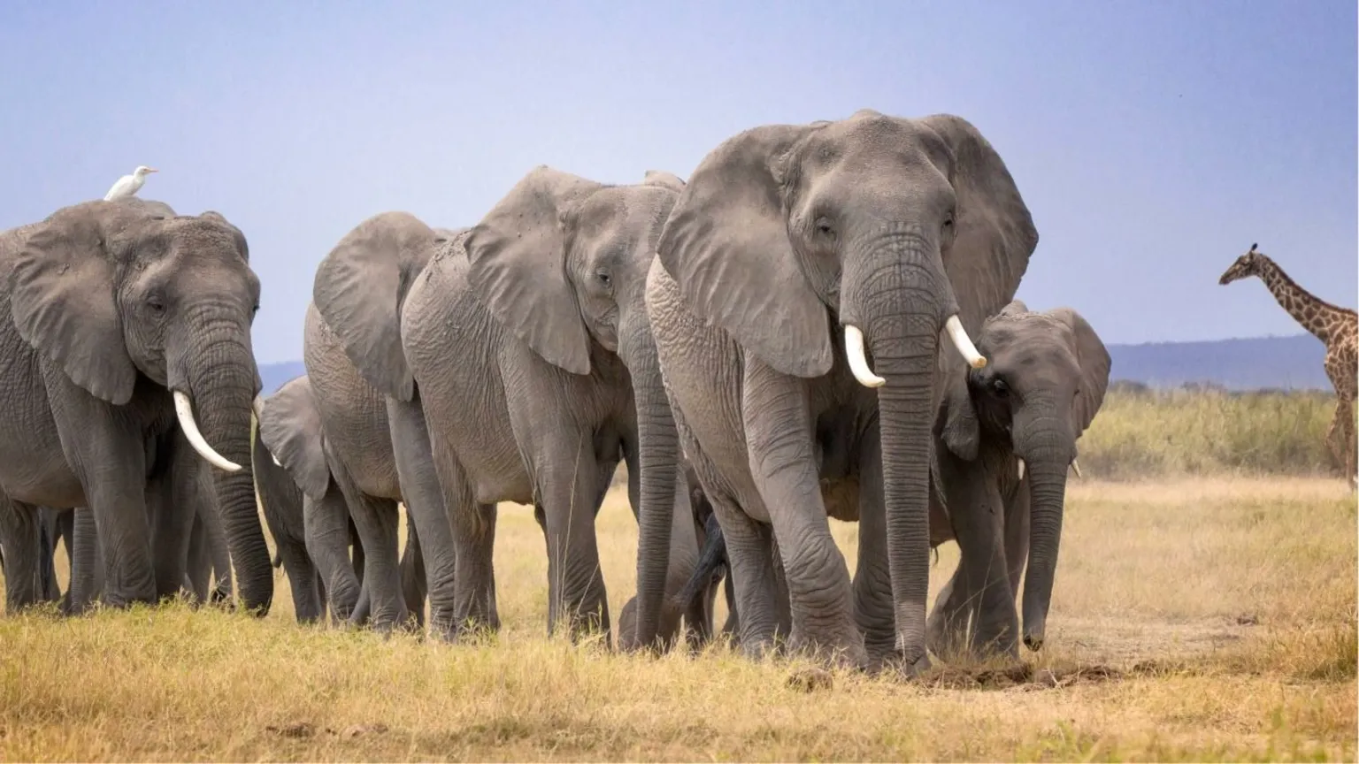 Kenya Probes Deaths of 14 Elephants Near Amboseli