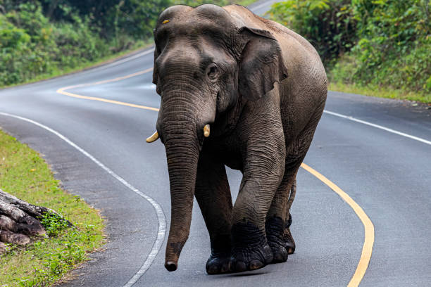 Jumbo Chaos: Wild Elephant Blocks Goalpara Highway in Assam