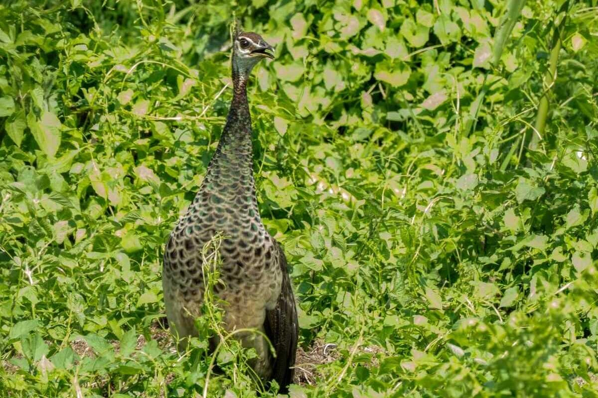 Historic Avian Sighting: Indian Peafowl Documented for the First Time in Assam’s Orang National Park