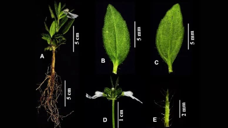New Herb Species Discovered in Tamil Nadu’s Dunes Named After President Murmu