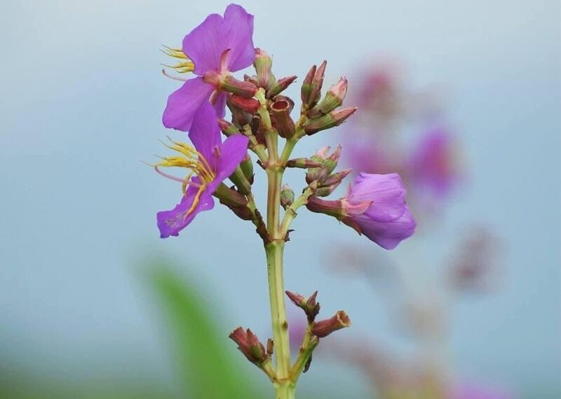 New Flowering Plant Species, Osbeckia assamensis, Discovered in Assam's Manas National Park
