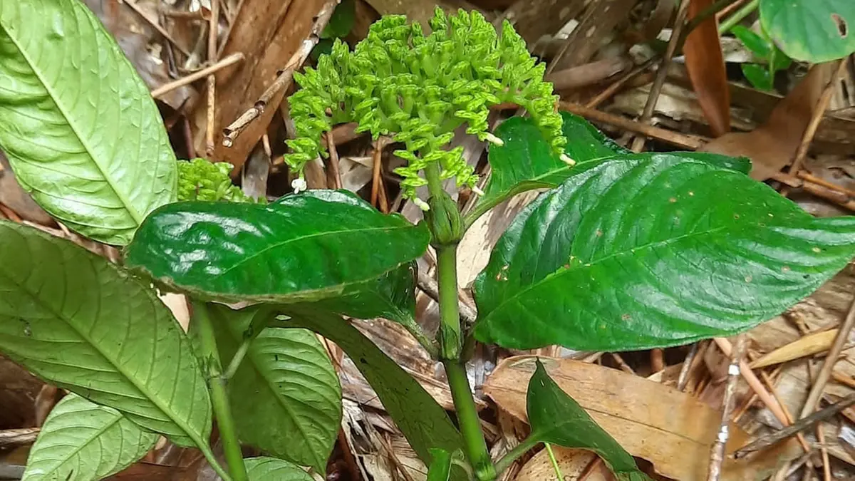 Landmark Botanical Discovery: Dr. Birina Bhuyan & Selim Mehmud Unveil 'Ophiorrhiza assamensis' Near Satargaon