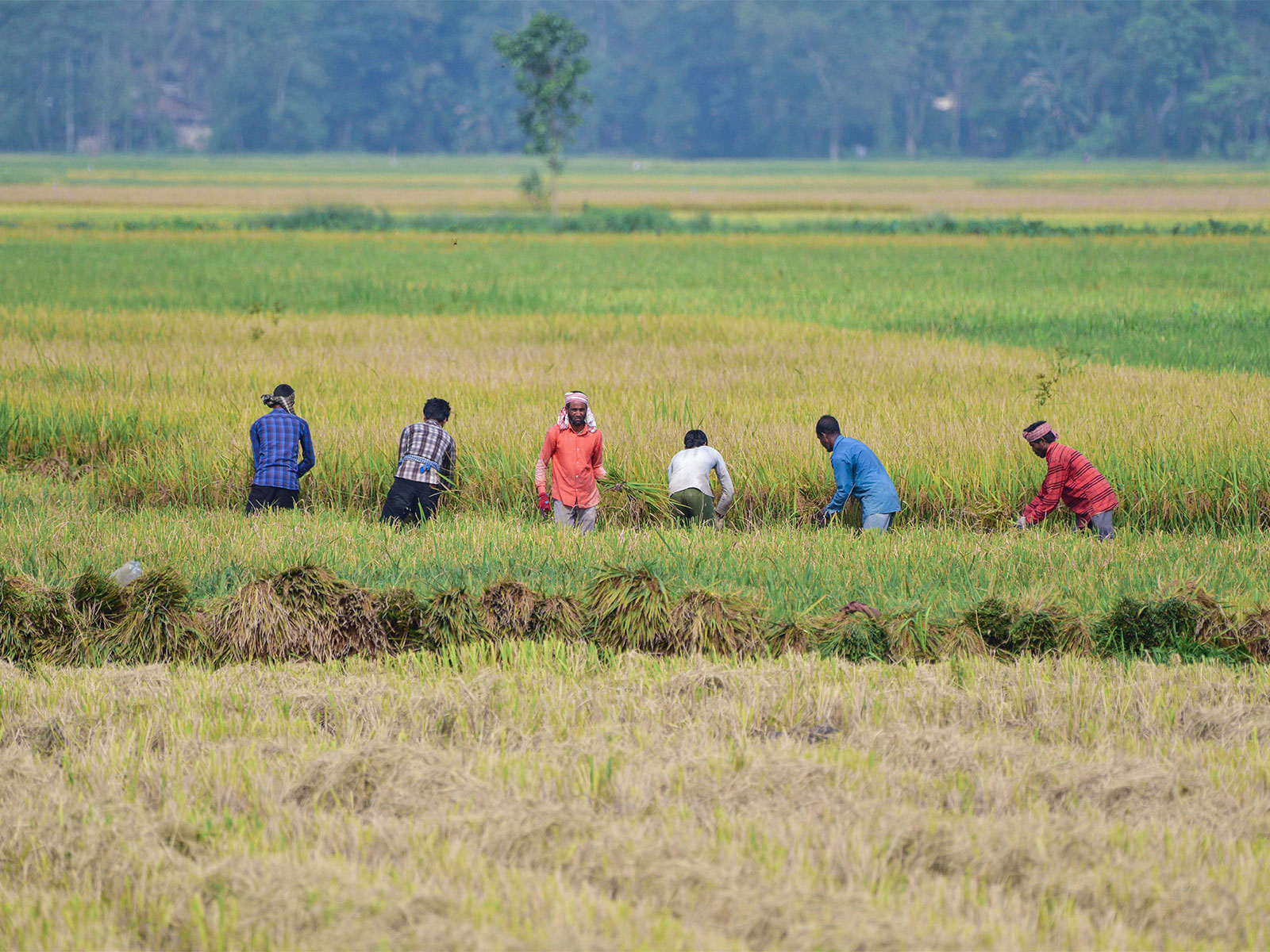 July Rainfall Boosts Farm Output Amid El Niño Risk