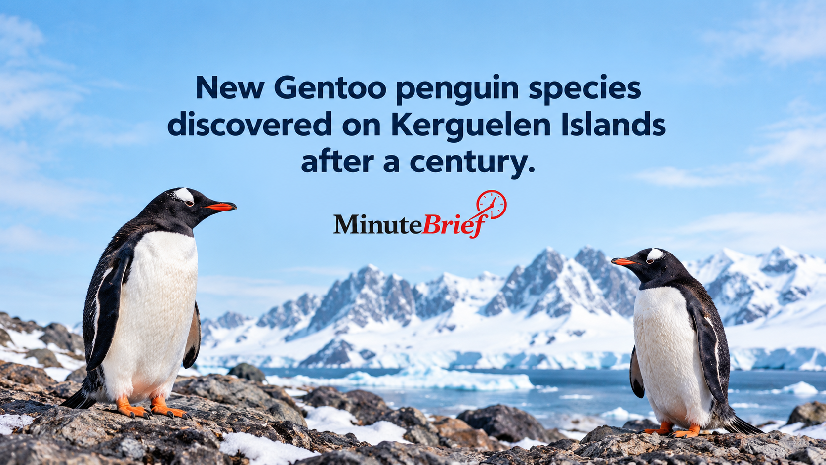 New Gentoo Penguin Species on Kerguelen Islands Discovered After Century