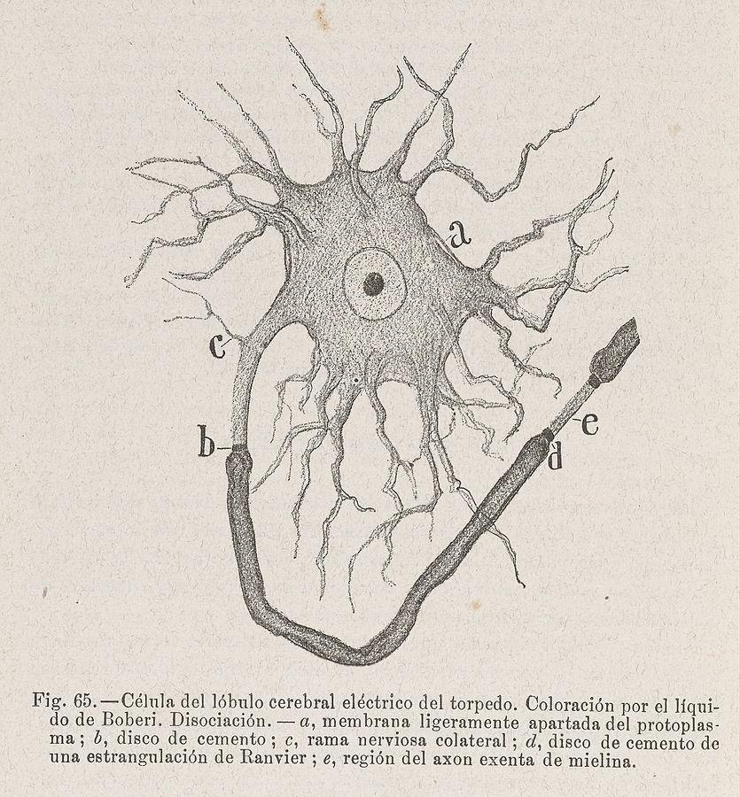 卡霍爾手繪的神經元圖（圖片：Wellcome Images）