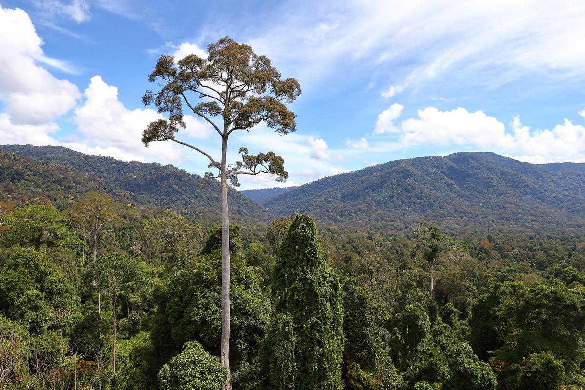 黃娑羅雙（Shorea faguetiana），最高的一種龍腦香