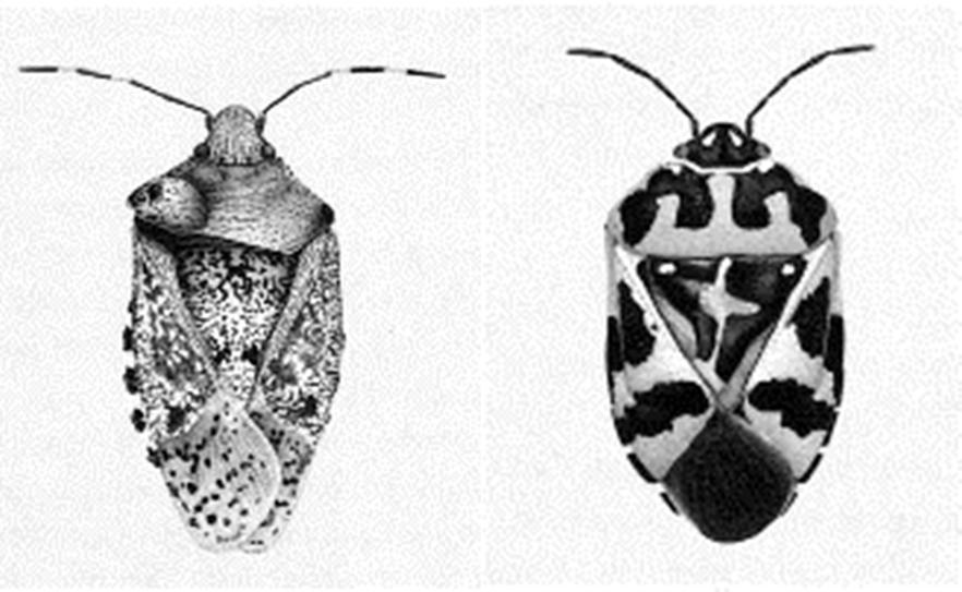 柯妮莉雅．赫塞-何內格所繪的昆蟲。（左岸文化提供）